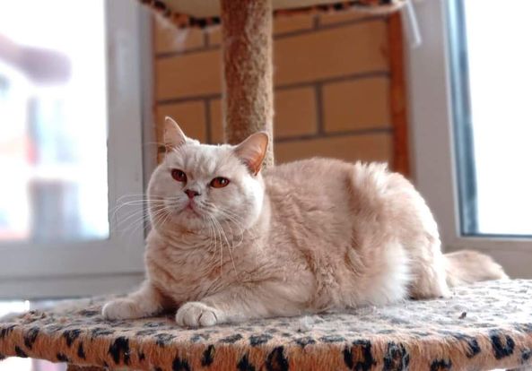 British Shorthair