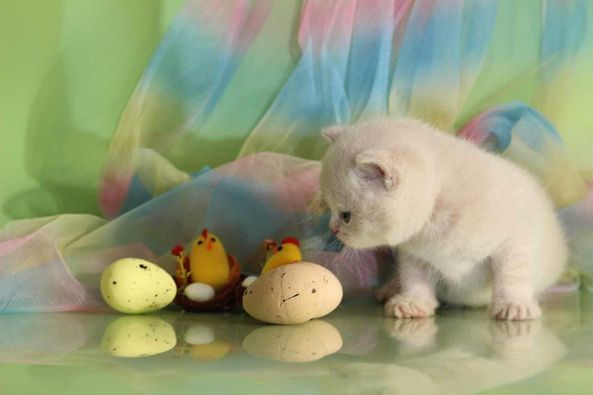 British Shorthair