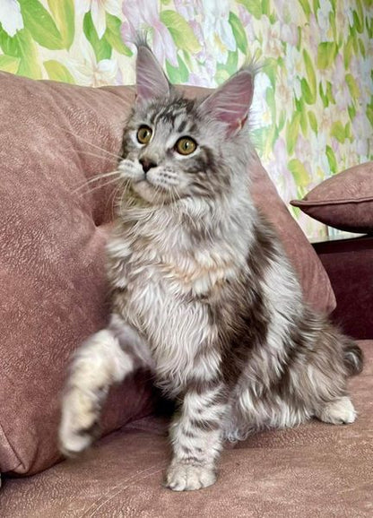 Maine Coon