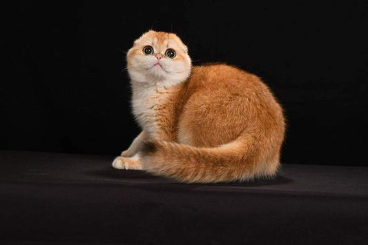 Scottish Fold