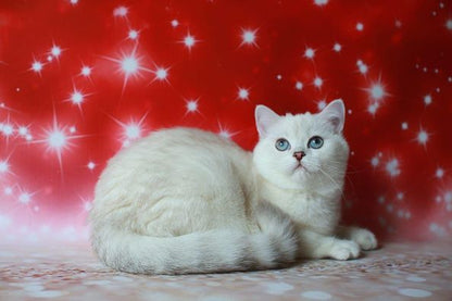 British Shorthair