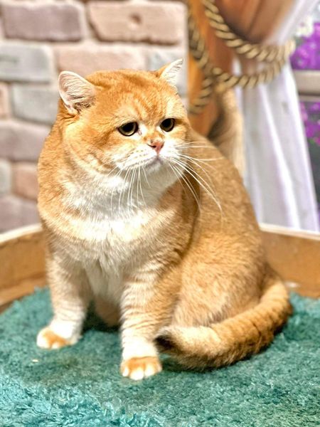 British Shorthair