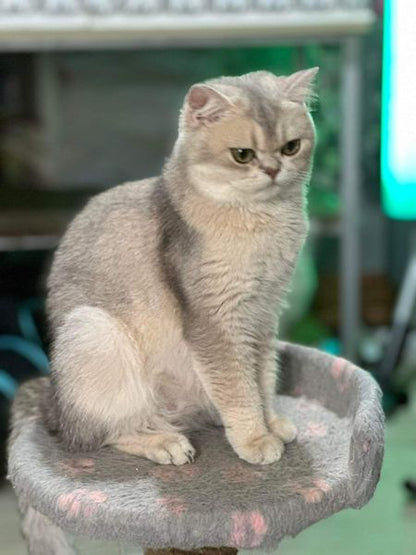 British Shorthair