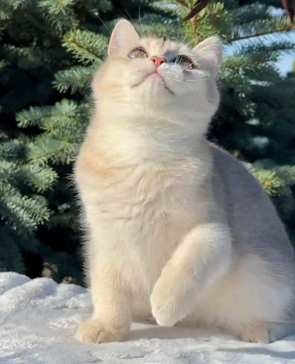 British Shorthair