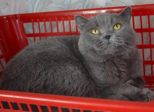 British Shorthair