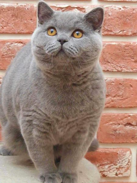 British Shorthair