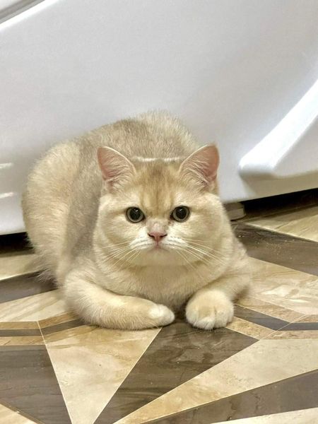 British Shorthair