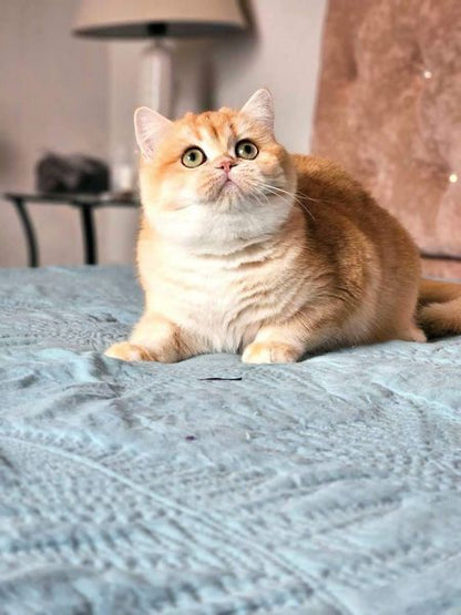 British Shorthair