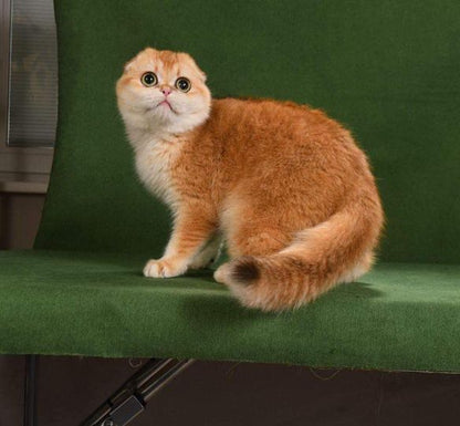 Scottish Fold