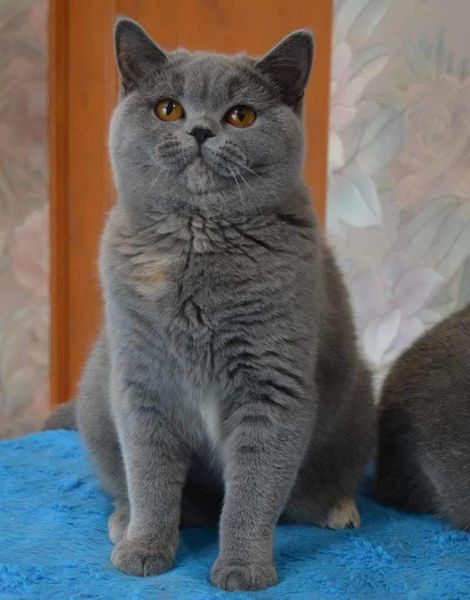 British Shorthair