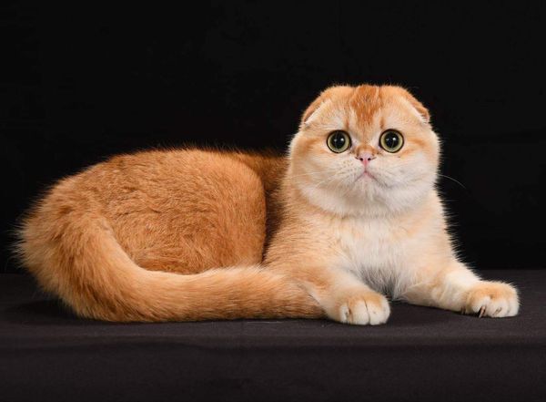 Scottish Fold