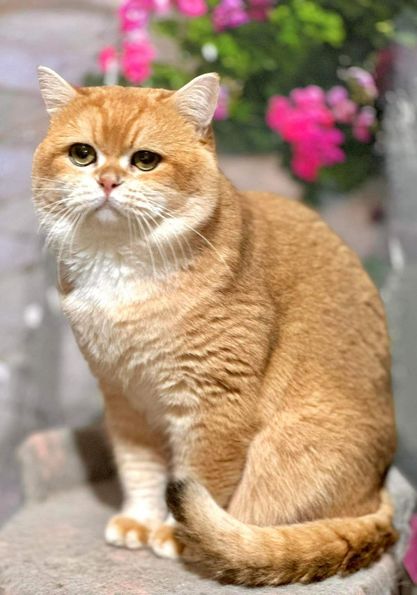 British Shorthair