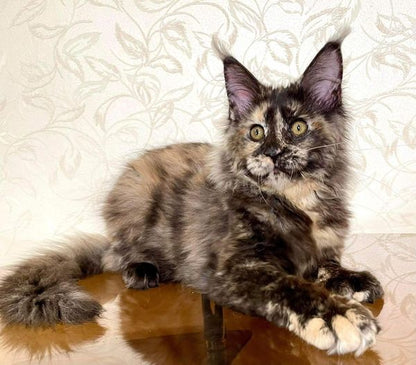 Maine Coon