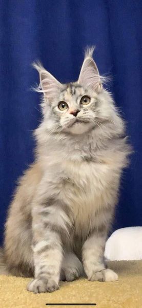 Maine Coon