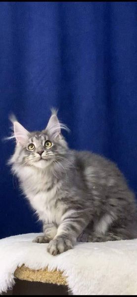 Maine Coon