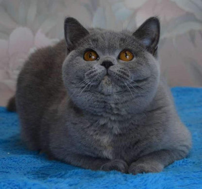 British Shorthair