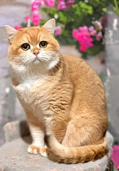 British Shorthair