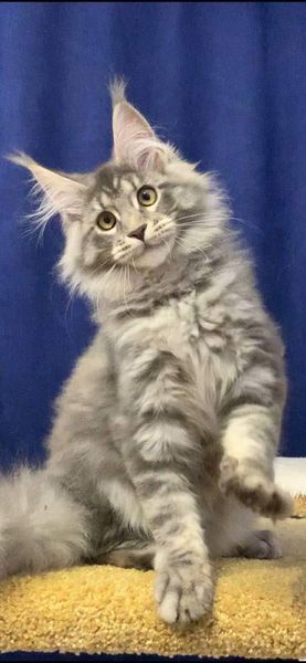 Maine Coon