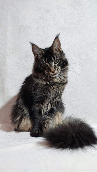 Maine Coon