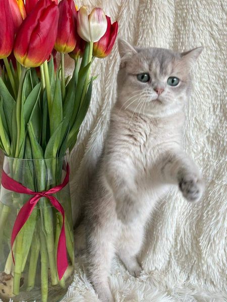 British Shorthair