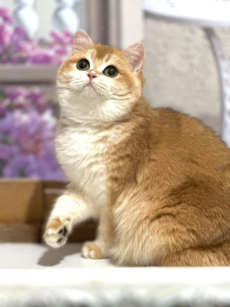 British Shorthair