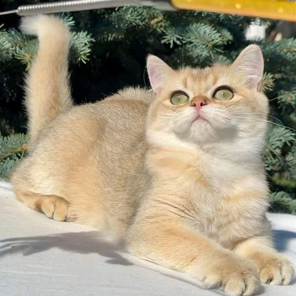 British Shorthair