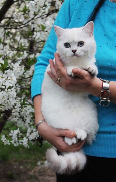 British Shorthair