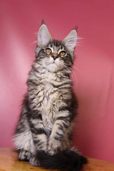 Maine Coon