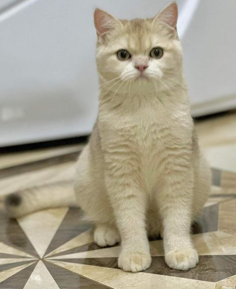 British Shorthair