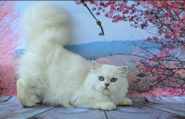 British Longhair