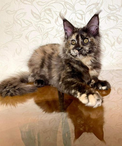 Maine Coon