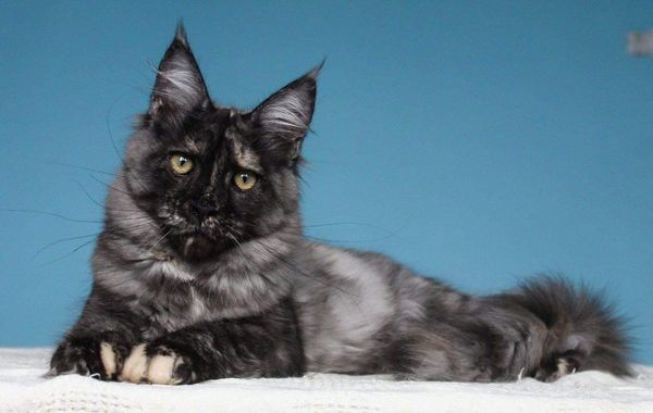 Maine Coon