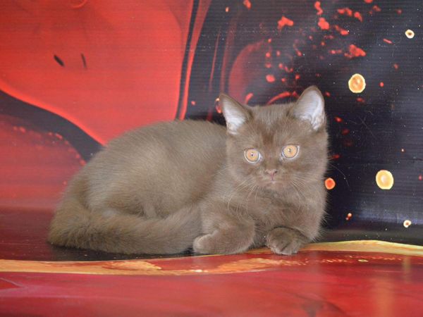 British Shorthair