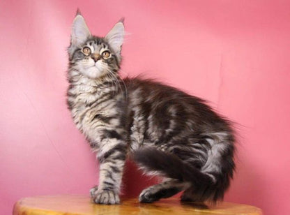 Maine Coon