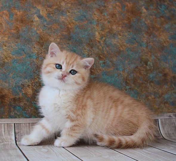 British Shorthair