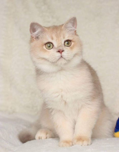 British Shorthair