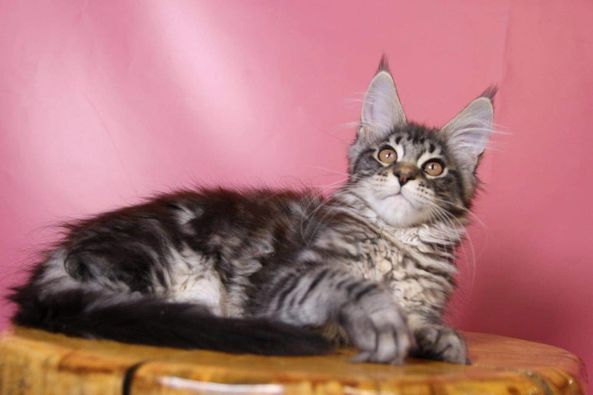 Maine Coon