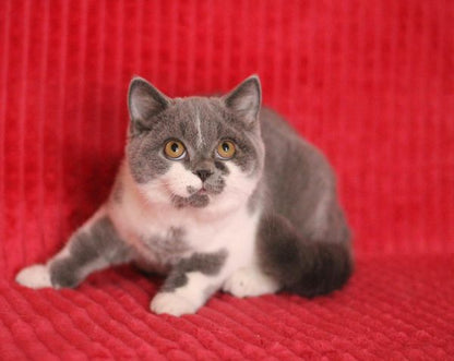 British Shorthair