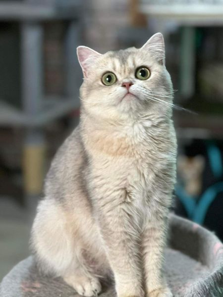 British Shorthair