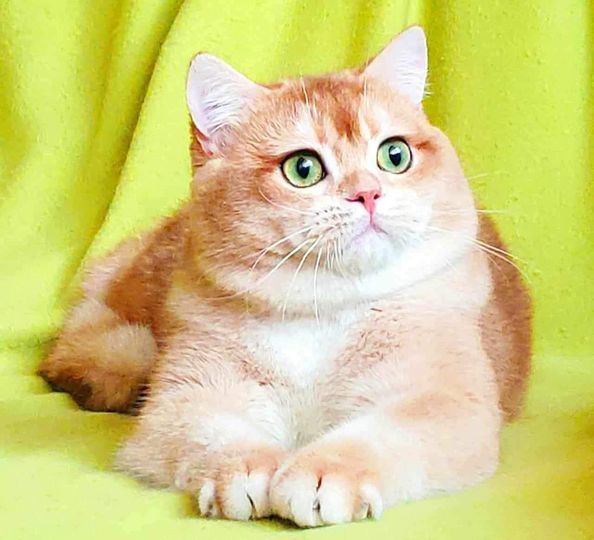 British Shorthair