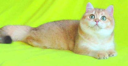 British Shorthair