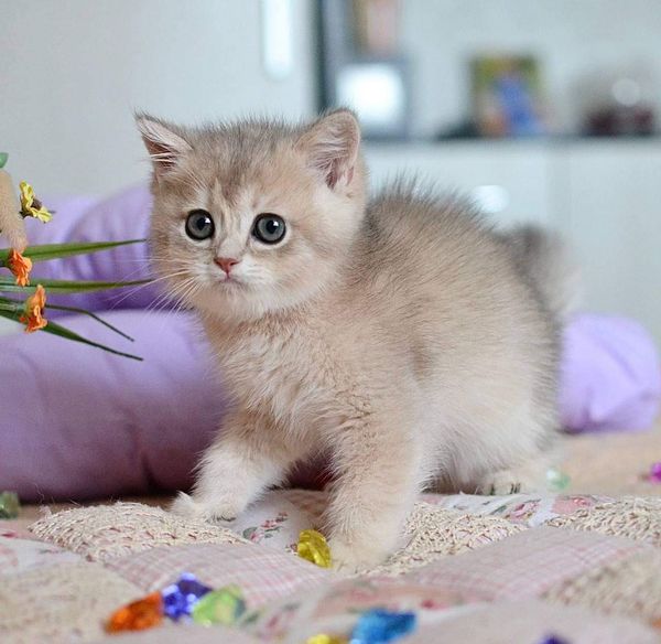 British Shorthair