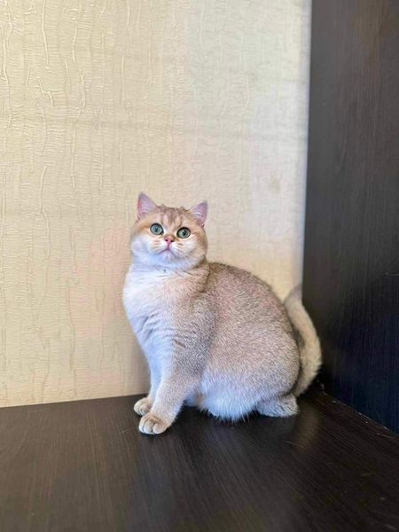 British Shorthair