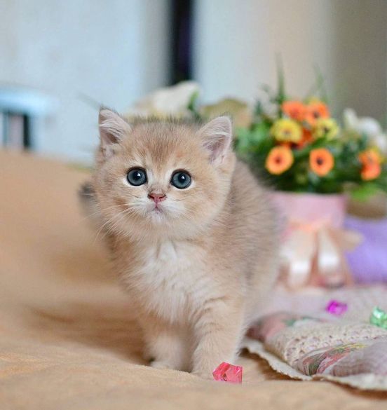 British Shorthair