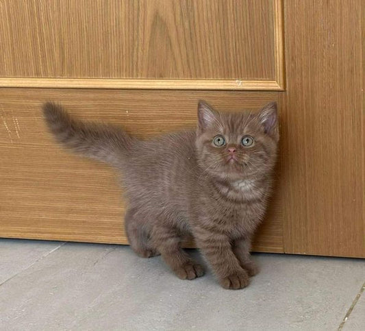 British Shorthair