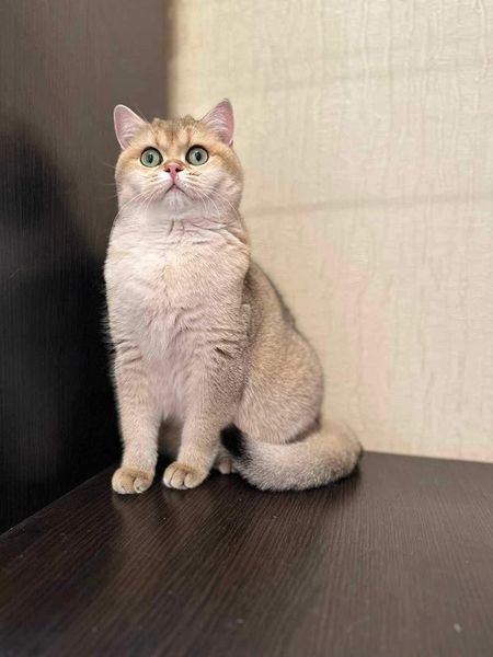 British Shorthair