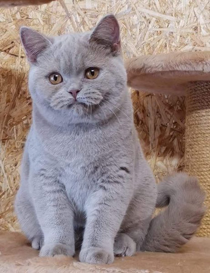 British Shorthair