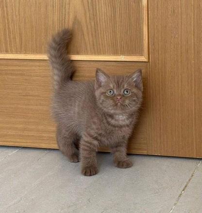 British Shorthair