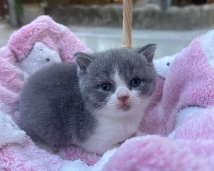 British Shorthair