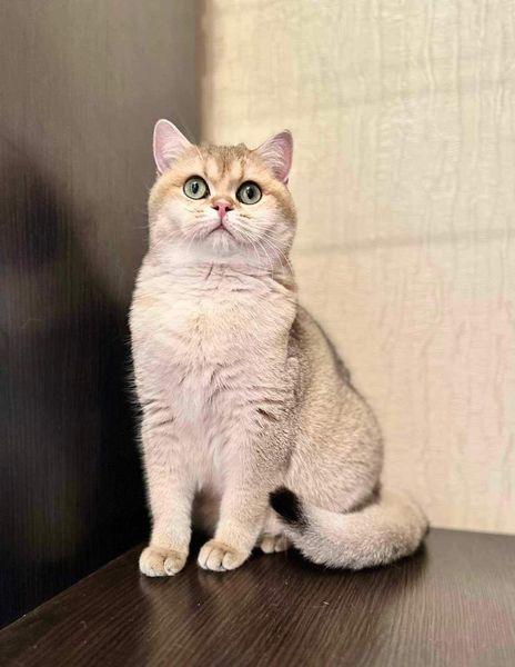 British Shorthair